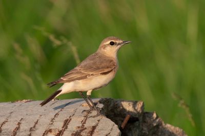 Wheatear,Northern 