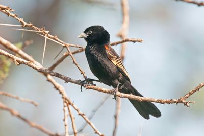 Widowbird,White Winged 