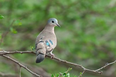 Wood-Dove,Emerald Spotted 