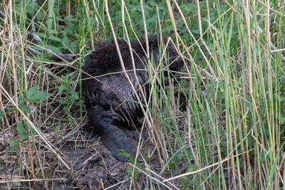 Beaver, European