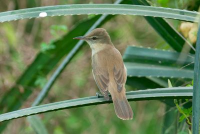 Warbler,Clamorous 