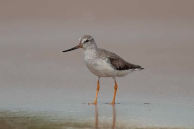 Terek Sandpiper  Goa