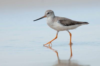 Terek Sandpiper  Goa