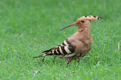 Hoopoe, Eurasian