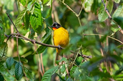 Bulbul, Flame-throated 