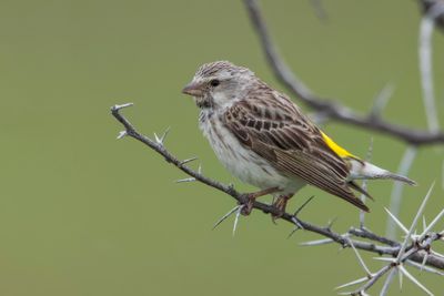 Canary,Black-throated 