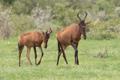 Hartebeest 