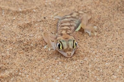 Gecko, Palmato