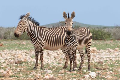 Zebra,Hartmann's Mountain