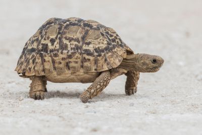 Tortoise ,Leopard 