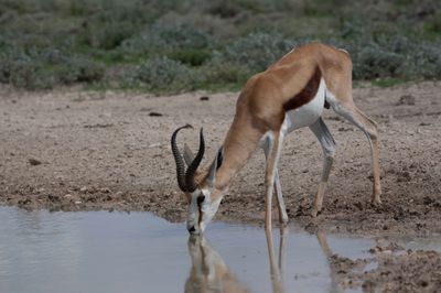 Springbok
