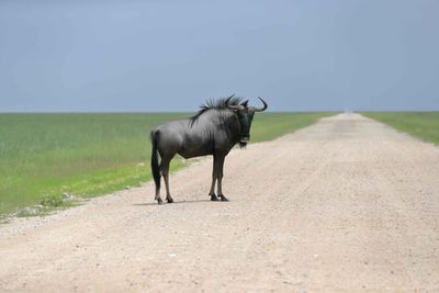 Wildebeest,Blue