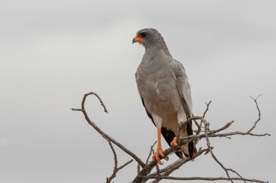 Goshawk,Southern Pale Chanting 