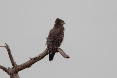 Brown Snake Eagle     Namibia