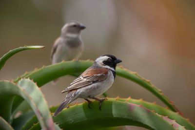Sparrow,Cape 