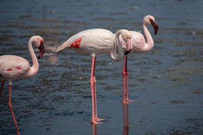 Greater and Lesser Flamingo    Namibia