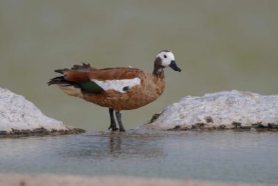 Shellduck,South African 