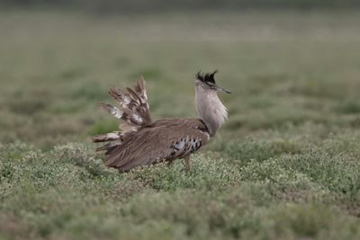 Bustard,Kori 
