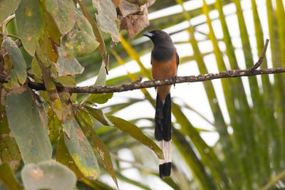 Rufous Treepie. Goa 