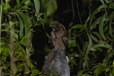 Jerdons Nightjar.  Goa,India