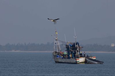 White Bellied Sea Eagle  Goa,India