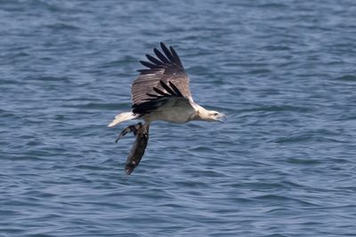 White Bellied Sea Eagle  Goa,India