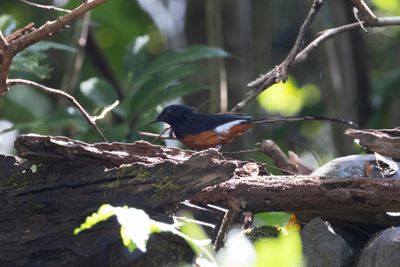 White-rumped Shama.  Goa