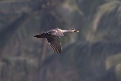 Duck, Indian Spot-billed