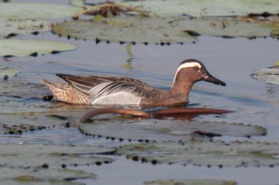 Garganey  Tamil Nadu,India