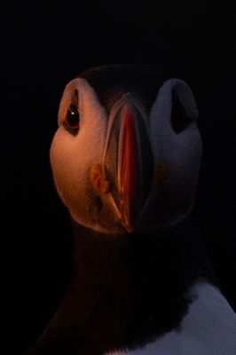 Puffin,Atlantic  