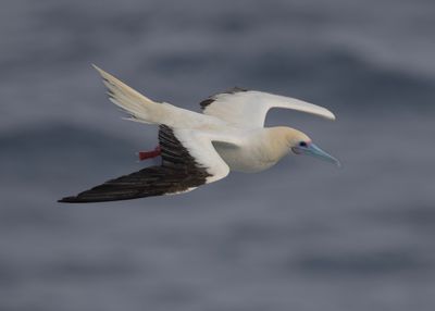 Booby,Red-footed 
