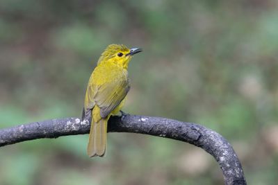 Bulbul,Yellow-browed 