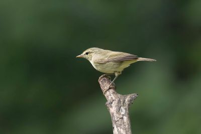 Warbler,Greenish 
