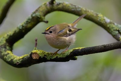 Goldcrest