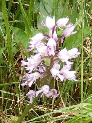 Orchis militaris; Soldaatje