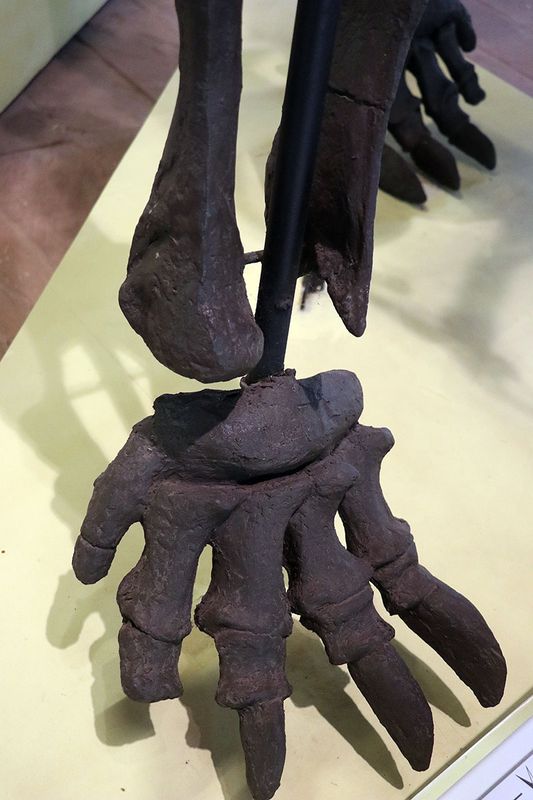 feet fossils.jpg