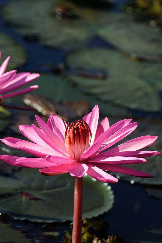 lotus flower.jpg