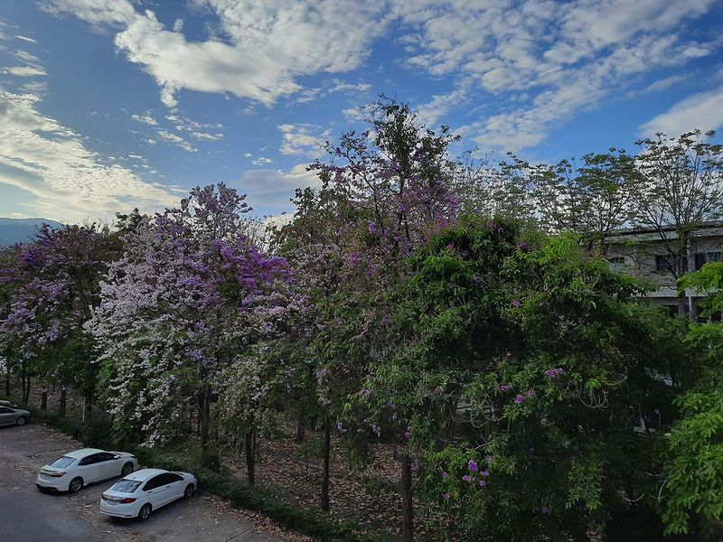 violet flowering trees.jpg