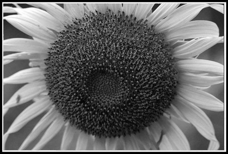 sunflower.jpg