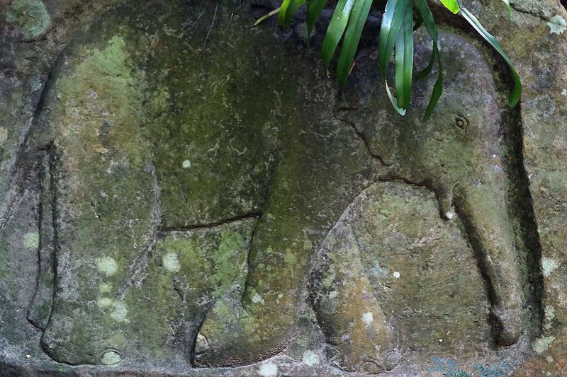 elephant.jpg