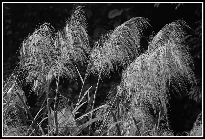 cat tails.jpg