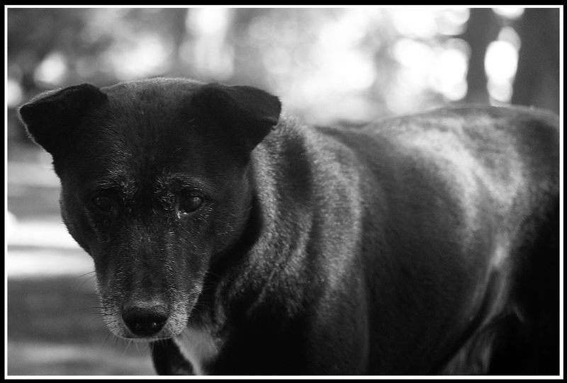 mountain dog.jpg