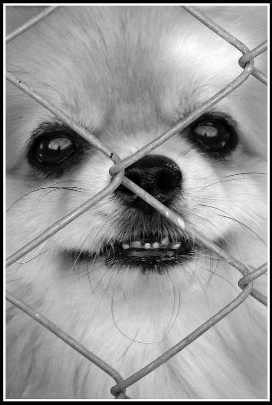 chain linked prisoner.jpg