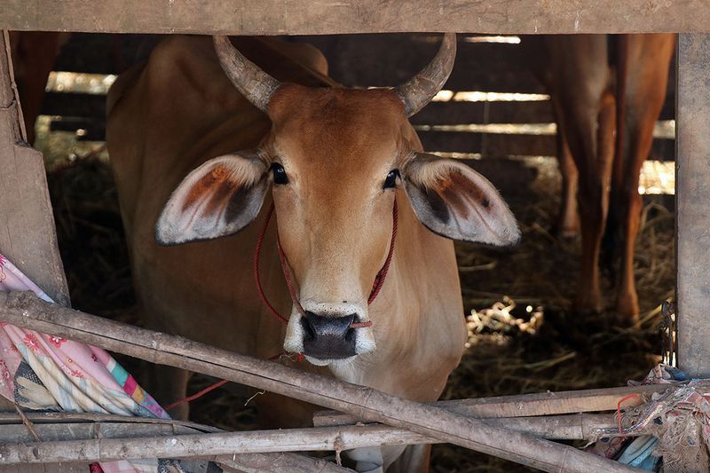 cattle shed.jpg