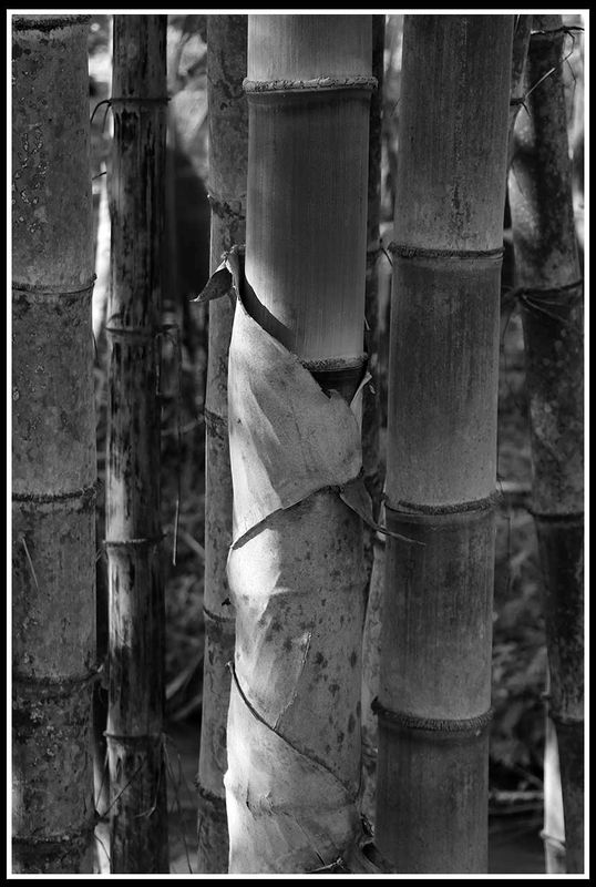 bamboo.jpg