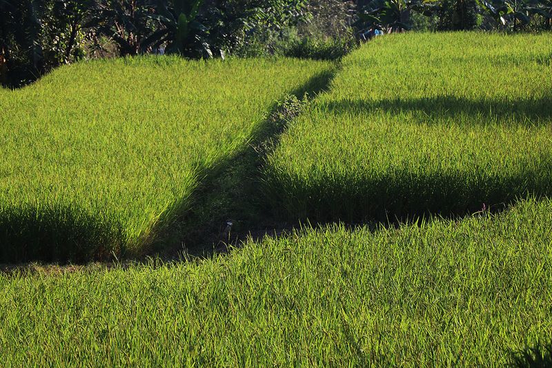 rice plots.jpg