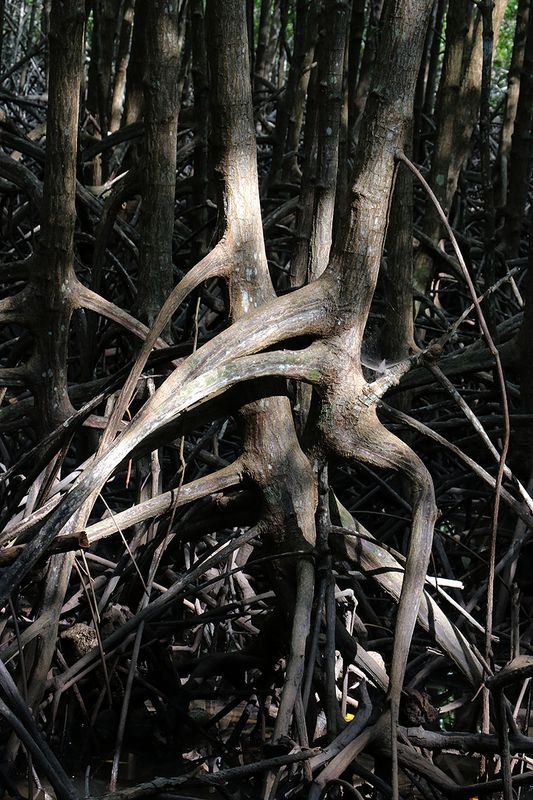 mangrove.jpg