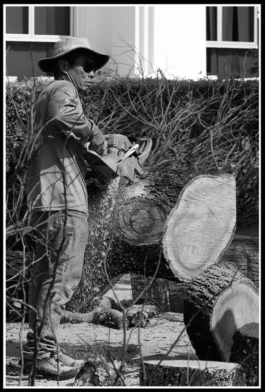 chain saw worker.jpg