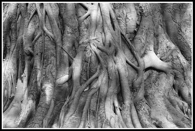 tendrils.jpg