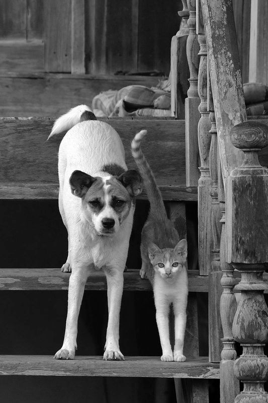 Buddies.jpg